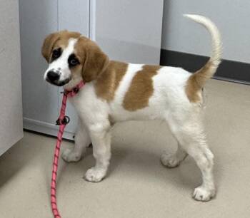 Elliott -  Mixed Breed Dog for Adoption in Sumter, South Carolina - Elliott | PetCurious
