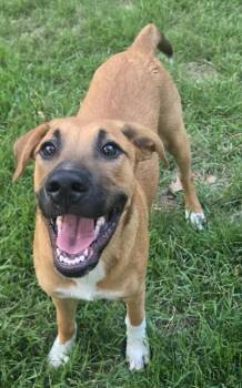 Dulce -  Labrador Retriever and Black Mouth Cur Dog for Adoption in Greeneville, Tennessee - Dulce | PetCurious