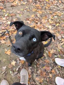 Rescue Pit Bull Terrier Dogs for Adoption in Charlotte, Michigan - Ridley | PetCurious