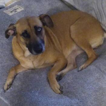 Birdie -  Mixed Breed Dog for Adoption in Madison, Wisconsin - Birdie | PetCurious