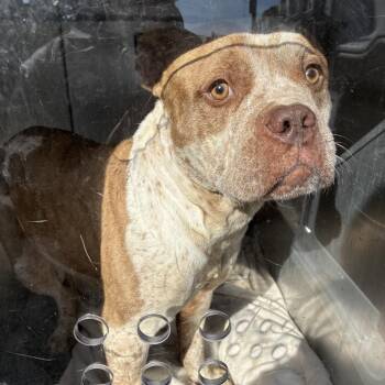 Handsome -  Mixed Breed Dog for Adoption in Philadelphia, Pennsylvania - Handsome | PetCurious