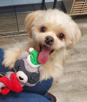 Shih Tzu and Lhasa Apso Dogs Available for Adoption - Chewy | PetCurious
