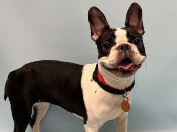 Fuji -  Boston Terrier Dog for Adoption in Golden Valley, Minnesota - Fuji | PetCurious