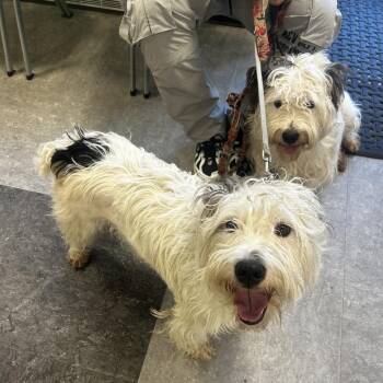 Mixed Breed Dogs Available for Adoption in Philadelphia, Pennsylvania - Raq | PetCurious
