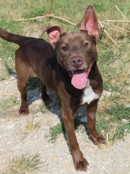 Stetson -  Chocolate Labrador Retriever Dog for Adoption in Berea, Kentucky - Stetson | PetCurious