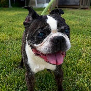 Buster -  Boston Terrier Dog for Adoption in Warren, Ohio - Buster | PetCurious