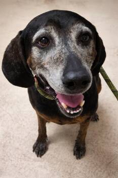 Plott Hound Dogs Available for Adoption in St. George, Utah - Rufus | PetCurious