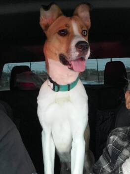 Penny -  Shepherd and Husky Dog for Adoption in Mooresville, North Carolina - Penny | PetCurious
