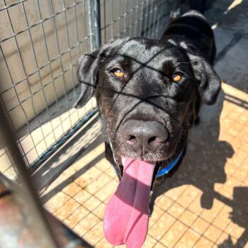 Benny -  Black Labrador Retriever Dog for Adoption in Lake Jackson, Texas - Benny | PetCurious