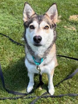 Willow -  Mixed Breed Dog for Adoption in Osseo, Michigan - Willow | PetCurious