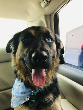 Vally -  German Shepherd Dog Dog for Adoption in Humble, Texas - Vally | PetCurious