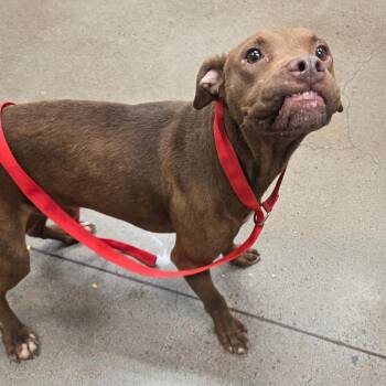 Sun Sun -  Terrier and Pit Bull Terrier Dog for Adoption in Chattanooga, Tennessee - Sun Sun | PetCurious