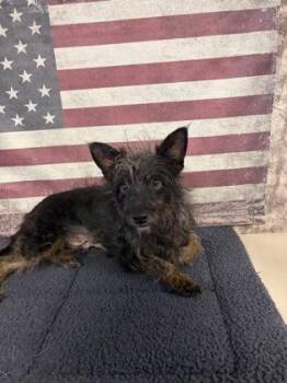Terrier and Mixed Breed Dogs Available for Adoption in Houston, Texas - Tahini | PetCurious