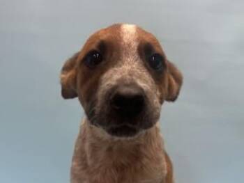 Zoey -  Australian Cattle Dog Blue Heeler and Mixed Breed Dog for Adoption in Golden Valley, Minnesota - Zoey | PetCurious