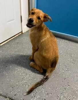 Dallas -  German Shepherd Dog Dog for Adoption in Warren, Michigan - Dallas | PetCurious