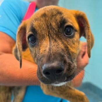 Palmera -  Mixed Breed Dog Available for Adoption - Palmera | PetCurious