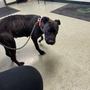 Mixed Breed Dogs Available for Adoption - Bindi | PetCurious