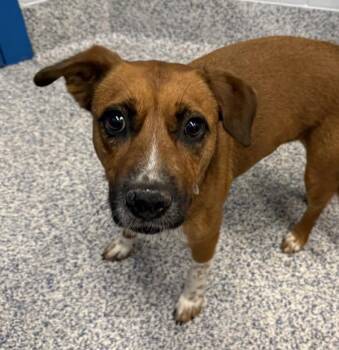 Australian Cattle Dog Blue Heeler Dogs Available for Adoption in Golden, Colorado - Sissy | PetCurious