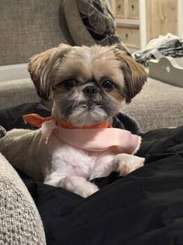 Molly -  Shih Tzu Dog for Adoption - Molly | PetCurious