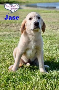 Jase -  Labrador Retriever and Great Pyrenees Dog for Adoption in Lee