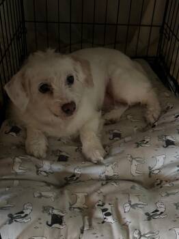 Terrier Dogs Available for Adoption in Little Rock, Arkansas - Polly | PetCurious