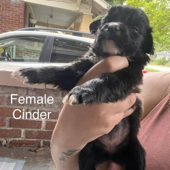 Pit Bull Terrier and Mixed Breed Dogs Available for Adoption in Overland Park, Kansas - Cinder | PetCurious