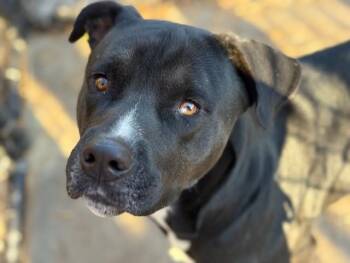 Pit Bull Terrier and Mixed Breed Dogs Available for Adoption - JETHRO | PetCurious