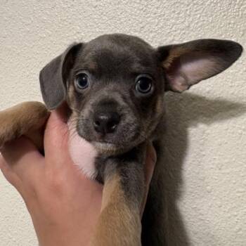 Blue -  Mixed Breed Dog for Adoption in Janesville, Wisconsin - Blue | PetCurious