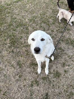 Great Pyrenees Dogs Available for Adoption - Rex | PetCurious