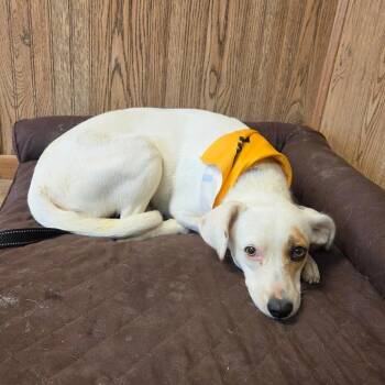 Misti -  Labrador Retriever and Mixed Breed Dog for Adoption in Tulsa, Oklahoma - Misti | PetCurious
