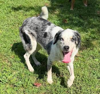 Rocky -  Australian Shepherd and Pembroke Welsh Corgi Dog for Adoption in Wheelersburg, Ohio - Rocky | PetCurious