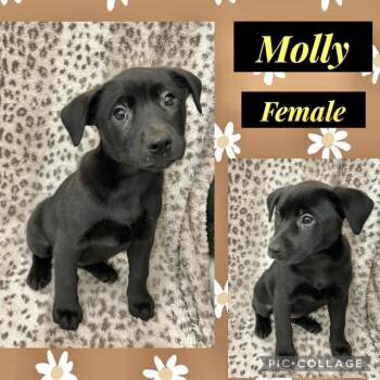 Labrador Retriever Dogs Available for Adoption in Manchester, Connecticut - Molly 1 | PetCurious