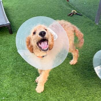 Golden Retriever and Standard Poodle Dogs Available for Adoption in Lakewood Ranch, Florida - Killian | PetCurious