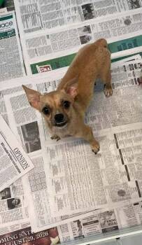 Alice -  Chihuahua Dog for Adoption in Newport, Kentucky - Alice | PetCurious