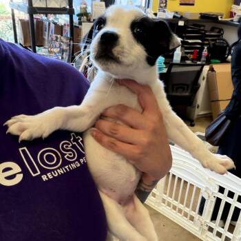 Pecan -  Mixed Breed Dog for Adoption in Webster, Texas - Pecan | PetCurious