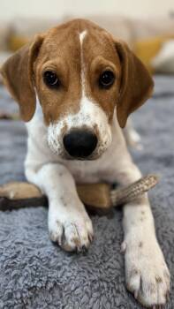 Miller -  Labrador Retriever Dog for Adoption in Irwin, Pennsylvania - Miller | PetCurious