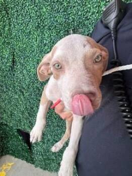 61379874 -  Pit Bull Terrier and Mixed Breed Dog for Adoption in El Paso, Texas - 61379874 | PetCurious