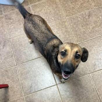 Reba -  Cardigan Welsh Corgi and Border Collie Dog for Adoption in Madill, Oklahoma - Reba | PetCurious