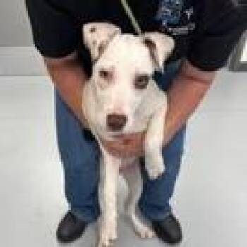 Terrier and Mixed Breed Dogs Available for Adoption in Clearwater, Florida - Snow | PetCurious