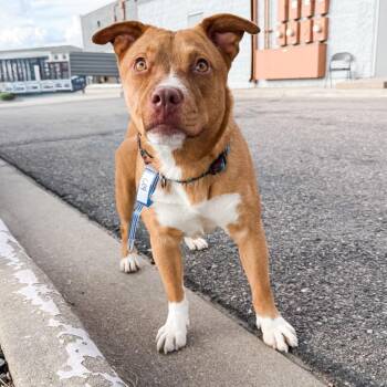 Pit Bull Terrier and Mixed Breed Dogs Available for Adoption in Parker, Colorado - 609 (2026) Mama Ella | PetCurious