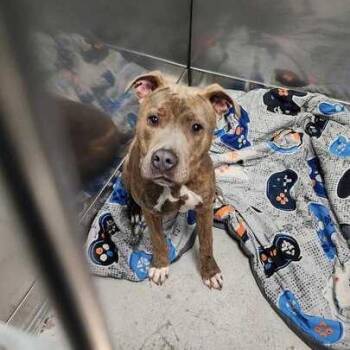 Mixed Breed Dogs Available for Adoption in Davenport, Iowa - Huxley | PetCurious