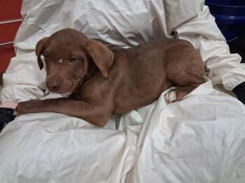 Pit Bull Terrier and Mastiff Dogs Available for Adoption in Colorado Springs, Colorado - CHIDI | PetCurious