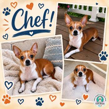 Chef -  Chihuahua Dog for Adoption in Richmond, Virginia - Chef | PetCurious