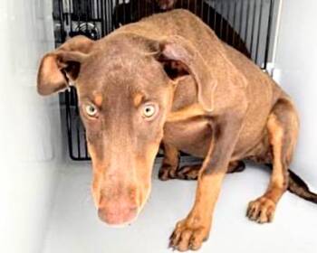 Doberman Pinscher Dogs Available for Adoption in Houston, Texas - ANITA | PetCurious