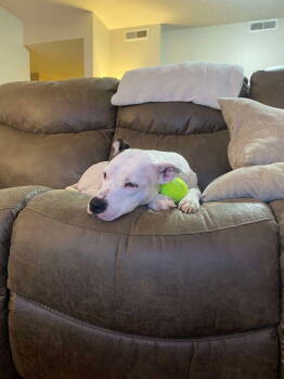 Rescue Pit Bull Terrier Dogs for Adoption in Cromwell, Kentucky - Milly | PetCurious