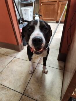 Rescue Mixed Breed Dogs for Adoption in Cincinnati, Ohio - Igor | PetCurious