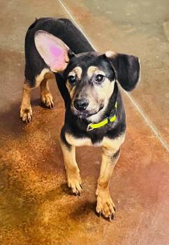 Beagle and Shepherd Dogs Available for Adoption in Council Bluffs, Iowa - Mickey  | PetCurious