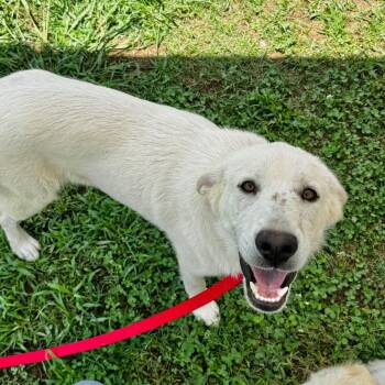 Gus -  Yellow Labrador Retriever and Mixed Breed Dog for Adoption in Brownsboro, Alabama - Gus | PetCurious