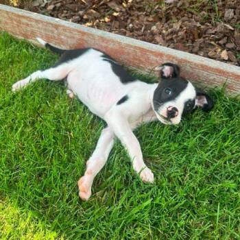 Zig -  American Staffordshire Terrier and Mixed Breed Dog for Adoption in Georgetown, Kentucky - Zig | PetCurious