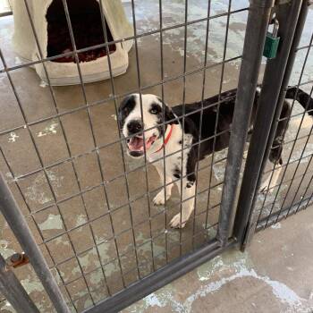Oreo -  Catahoula Leopard Dog Dog for Adoption in Hearne, Texas - Oreo | PetCurious